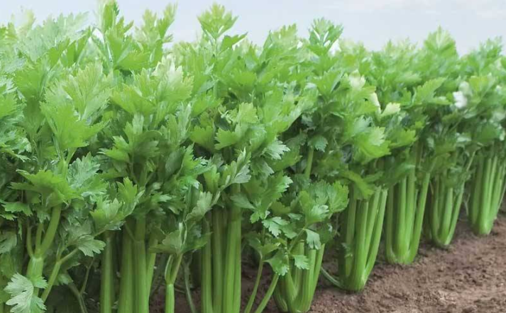 Growing Celery at Home from a Stalk: A Simple Guide