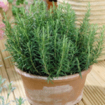 “Grow Cucumbers from Slices