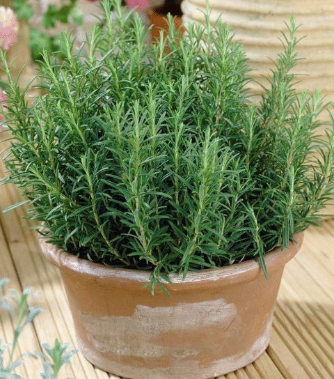 Rosemary: if you want it lush, healthy and strong you have to water it like this | Nobody ever does it