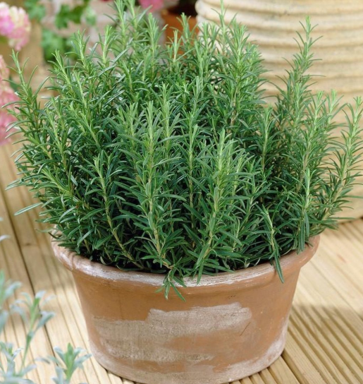 Rosemary: if you want it lush, healthy and strong you have to water it like this | Nobody ever does it