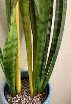 Want More Snake Plants? Here’s How to Make Yours Produce Pups Fast!