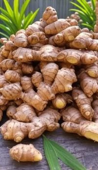 Want Fresh Ginger All Year? Start Growing It at Home Today!