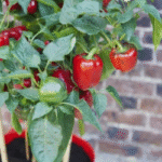 Horizontal Cuttings? The Hidden Method for Stunning Rose Growth!
