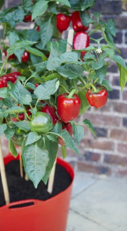 No Chemicals Needed – This DIY Fertilizer Boosts All Your Garden Favorites!