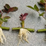 Growing Hydrangeas from Cuttings