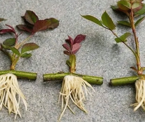Horizontal Cuttings? The Hidden Method for Stunning Rose Growth!