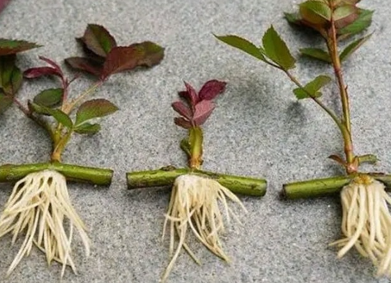 Horizontal Cuttings? The Hidden Method for Stunning Rose Growth!