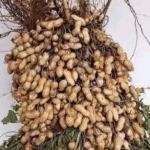 This Simple Trick Lets You Grow Unlimited Garlic in a Pot