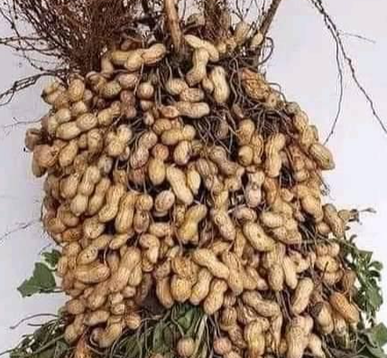 How to Grow Peanuts from Store-Bought Nuts: The Ultimate Gardening Hack