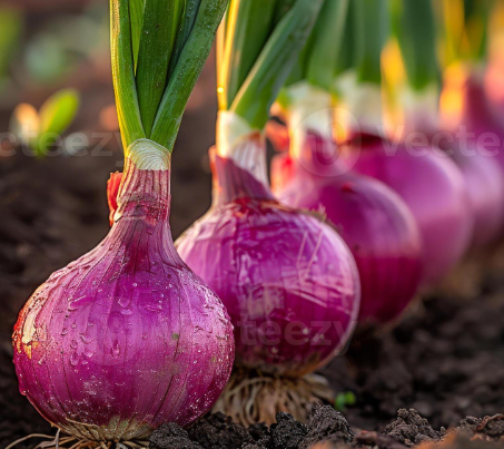 Growing Green Onions Hydroponically in Plastic Cups: High Yield for Everyone at Home