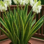 That Makes Peace Lilies Bloom All Year Long
