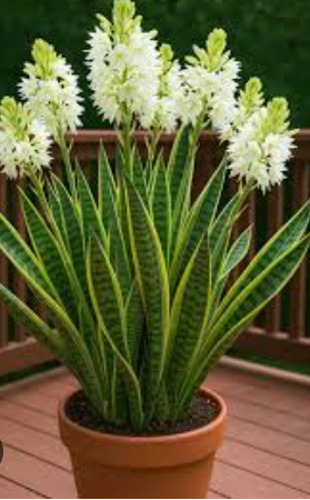 Container Grown Snake Plant: Soil, Light, and Water Tips