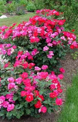 The Secret to Year-Round Rose Blooms? This Natural Fertilizer!