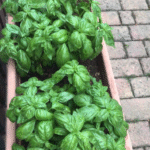 I Had No Soil, No Money… Yet I Grew Tons of Sweet Potatoes!