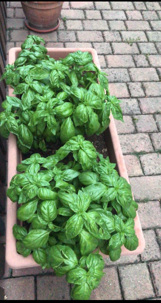9 Basil Growing Tips to Grow the Best Basil Plants