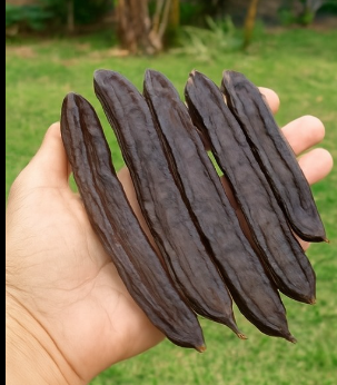 Carob (Ceratonia siliqua): Health Benefits and Simple Homemade Uses