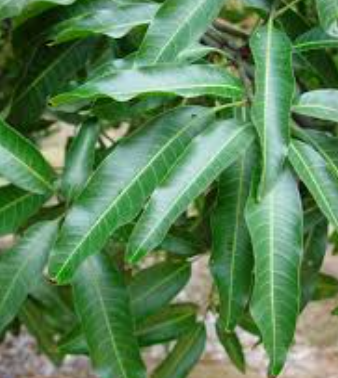 Unlocking the Hidden Power of Mango Leaves: 30 Incredible Benefits and DIY Uses