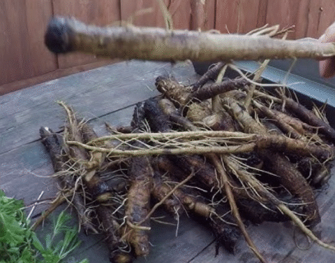 Burdock Root: A Comprehensive Guide to its Benefits and Side Effects