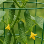 How to Eliminate Slugs and Snails in the Garden (A Priceless Tip)