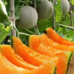 I was shocked! After this feeding, even dead Cucumber and tomatoes give a huge Harvest