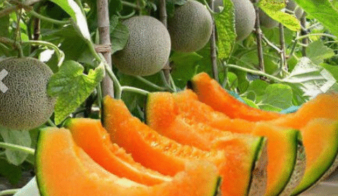 Solution for growing cantaloupe melon for the family at home, the fruit is big, sweet and succulent
