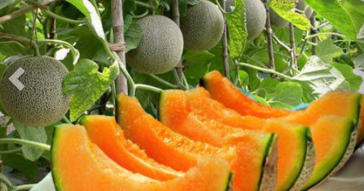 Solution for growing cantaloupe melon for the family at home, the fruit is big, sweet and succulent