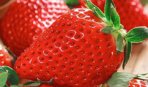 THE BEST FERTILIZER FOR STRAWBERRIES! Harvest them by the ton!