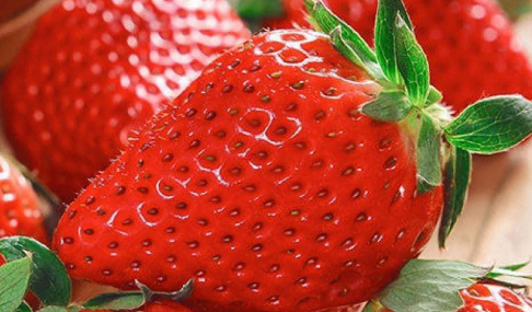 THE BEST FERTILIZER FOR STRAWBERRIES! Harvest them by the ton!