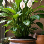 Container Grown Snake Plant: Soil, Light, and Water Tips