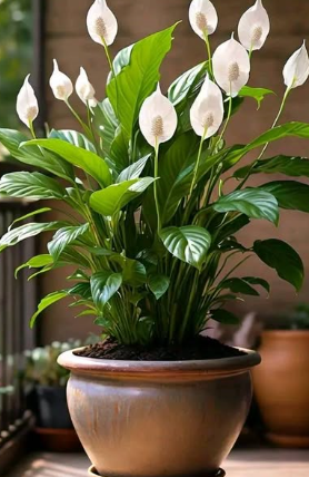 That Makes Peace Lilies Bloom All Year Long