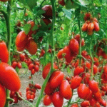 The Must-Know Tip for a Record-Breaking Sweet Pepper Harvest!