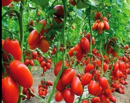 The 8-Item Tomato Planting Hack That Guarantees Huge Yields!
