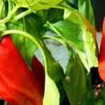 How to make Drip Irrigation with plastic bottles for 15 days of slow drip.