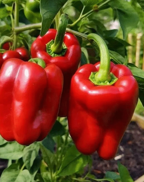 The Secret Power of Burying a Banana Before Planting Peppers