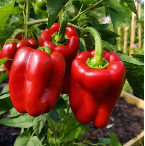 The Secret Power of Burying a Banana Before Planting Peppers
