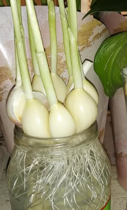 This Simple Trick Lets You Grow Unlimited Garlic in a Pot