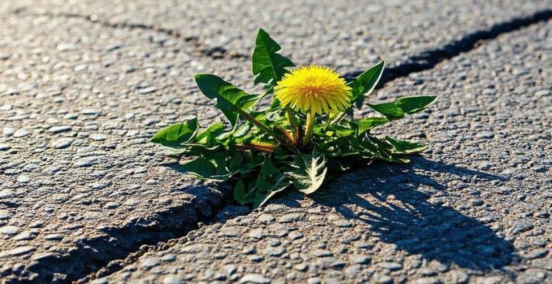 This element (which you use every day) is a formidable weedkiller