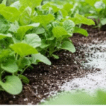 How to Grow Beautiful Organic Radishes in Recycled Plastic Bottles, you don’t need a garden.