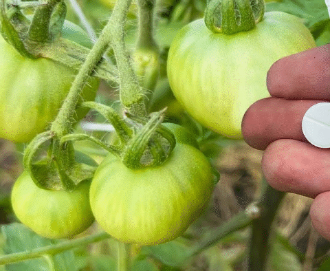 Unbelievable Growth with Just One Tablet – My Garden Changed Completely!