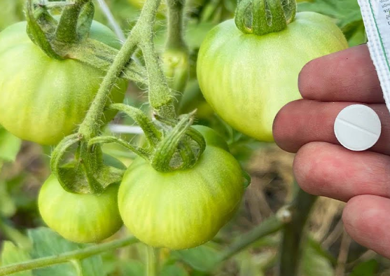 Unbelievable Growth with Just One Tablet – My Garden Changed Completely!