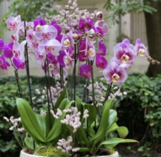 Water the Orchid with This Roots Will Grow Stronger Wake Up Your Orchids by Watering Them Now