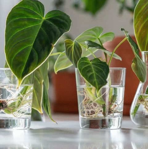11 Houseplants You Can Propagate From Cuttings In December