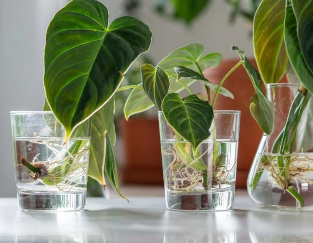 11 Houseplants You Can Propagate From Cuttings In December