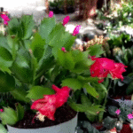 Secret to Year-Round Blooms: How to Make Your Christmas Cactus Flower Multiple Times a Year