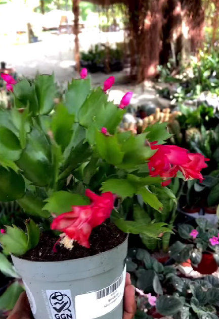 7 Reasons Your Christmas Cactus Wonāt Bloom
