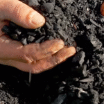 The Fastest and Easiest Way to Grow Lettuce at Home