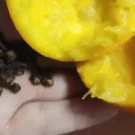 Why People Put Cloves in Oranges: The Powerful Tradition Behind Orange Pomanders