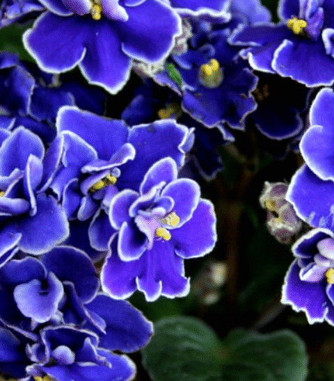 “How to Grow African Violets from Leaf Cuttings”