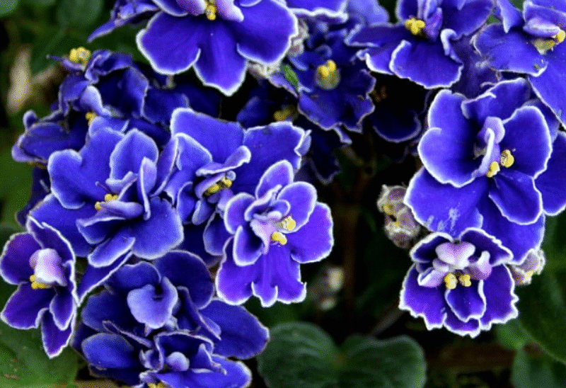 āHow to Grow African Violets from Leaf Cuttingsā