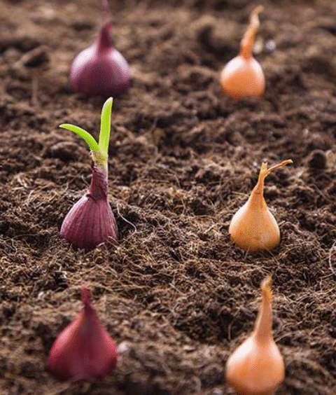 How to Grow Garlic at Home for an Endless Supply.